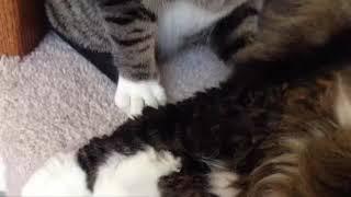 Rocket Sox and Zoe