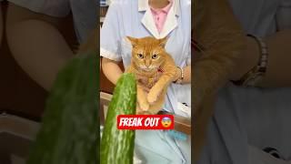 Why Cats Freak Out Over Cucumber 