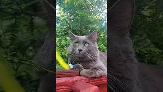 The Nebelung cat guards the house/Кот Нибелунг охраняет дом/ #SHORTS  #Nebelung