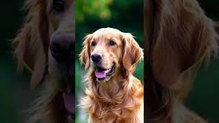 ‍ Golden Retriever’s Mystical Realm & Enchanted Alien Odyssey 