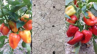 The secrets of planting sweet peppers are at home/Uy sharoitinda balgarski etistirish(bulgarqalampir