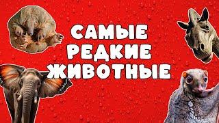 Самые редкие животные в мире | Развивающий мультфильм для детей | Карточки Домана - раннее развитие