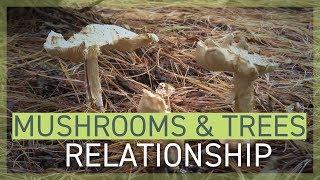 Mushrooms and Trees' Symbiotic Relationship