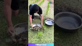 Rice Paddy Fishing Pro!  Sieving for Snacks in the Green Goo!  #fishingfun #ricefarming #wildfood