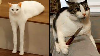 Abnormally Strange Cats That Actually Exist