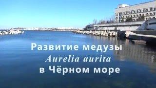 «Развитие медузы Aurelia aurita L. в Чёрном море»