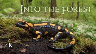 Into the Forest: Amphibian Nature Documentary