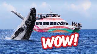Whale watch Hervey Bay with Boat Club