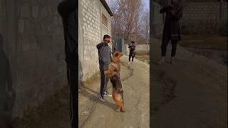 #shots 3 BEST KILLER POSE IDEA WITH DOG |German Shepherd|#animalshorts #photoshoot #photography