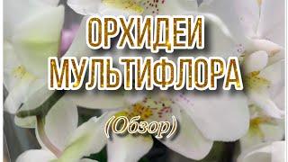 Орхидеи МУЛЬТИФЛОРА (Фаленопсис) с названиями и без! ОБЗОР в магазине ЛЕРУА МЕРЛЕН, июнь 2022