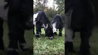 Baby goats love eating weeds & grass!