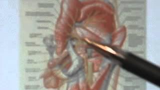 Part 2: Sacroiliac and Pelvis Anatomy Review - Hesch Method Manual Therapy