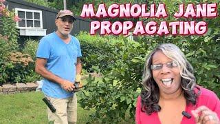 From Branch to Bloom: How to Chose Properly to Propagate Magnolia ‘Jane’-Bamboo Oasis Part 1