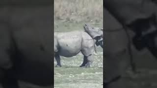 Mating video of Indian rhino #rhinos #rhinocerous #mating