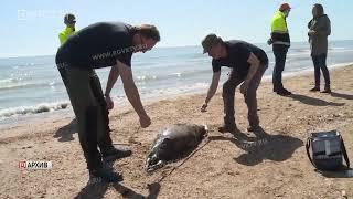 Почти сотня мертвых тюленей найдена на берегу Каспийского моря