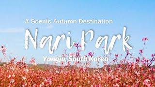 Yangju Nari Park : A Scenic Autumn Destination | Walk with Ruru | #autumn #southkorea #travel