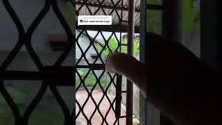 tanam kopi - tiktok Susanto Gouw #shorts