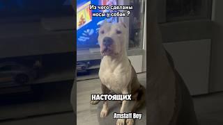 Из чего сделаны носы у собак? #amstaff #dog #pitbull #амстафф #собака #дети #юмор #ребенок