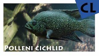 [HD] Polleni Cichlid / Marakeli-Buntbarsch - Paratilapia Polleni