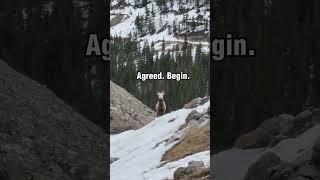 STARING Contest | Funny Clips | #mountaingoat #funnyanimals