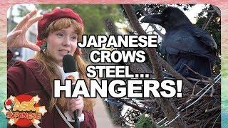 WHY JAPAN HATES CROWS and WHY YOU NEED TO BE CAREFUL