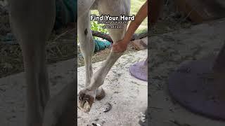 Teach ‘em young. #horse #kidsvideo #horsecare #equines