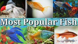 Most Popular Fish in Aquarium Hobby / #48