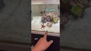 Facts about my fish Dom!!