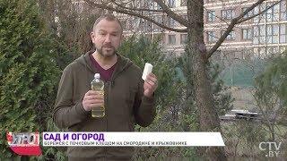 Спасаем урожай смородины и крыжовника! Обработка от почкового клеща / Иван Русских. Сад и огород