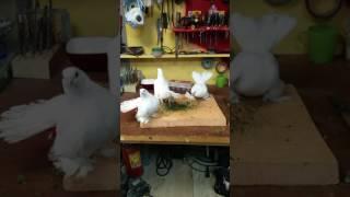 Статные голуби. 25.07.2017