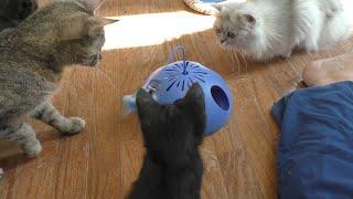 Cats Try Interactive Generic Cat Toy From Amazon! 