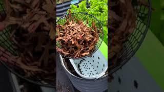 Vermicomposting is the best composting | I can't garden without the worms now #composting  #vego