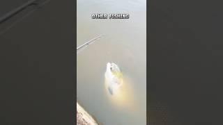 Hard Fishing ️ #shorts #youtubeshorts
