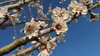 Prunus dulcis,sweet almond blooming,bajame e ëmbël e çelur(3)