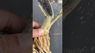 Look, the roots are so beautiful