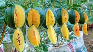 Growing super delicious Yellow Watermelon at home, something unexpected happened