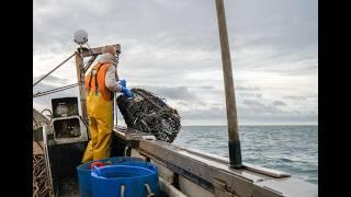 Monitoring the recovery of Sussex's fisheries 