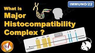 Major Histocompatibility Complex (MHC)  (FL-Immuno/22)