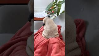 My pug ONLY turns around for this MAGIC WORD  #pug #dog #funny