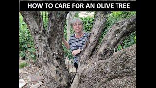 HOW TO CARE FOR AN OLIVE TREE