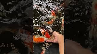 SUPER SLOW MO HAND FEED KOI FISH #shorts #koi #koifish #koiindonesia #slowmotion