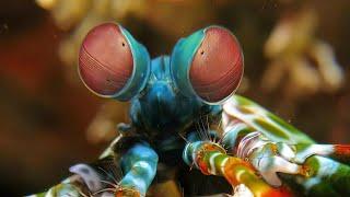 The mantis shrimp breaks the skulls of crabs, the octopus has a hard time!