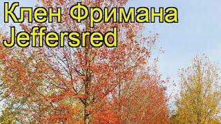 Клен фримана Джефферс Ред. Краткий обзор, описание характеристик acer x freemanii Jeffersred