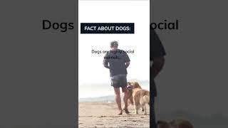 or you agree ? #brainfeeder #psichology #motivation  #dogs