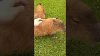 Confronting The Meanest Capybara Ever!