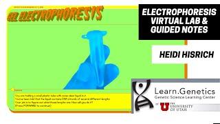 Electrophoresis Virtual Lab & Guided Notes