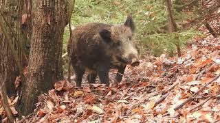 Cinghiali tra i monti di Berbenno in Valtellina - Wild pigs