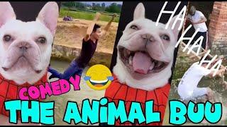 The Animal Buu Compilation | the most Fuuny collection240 #comedy #reaction