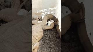 Uyee Lot Of Iguana Babies  #iguana #bertelur #breading #greeniguana #reptile #reptiler #animalovers