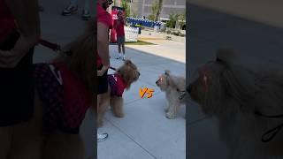 My dog faces off against his evil twin! #goldendoodle #fluffy #dragonball